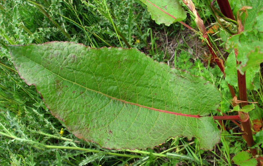 Rumex obtusifolius (door Bert Verbruggen)