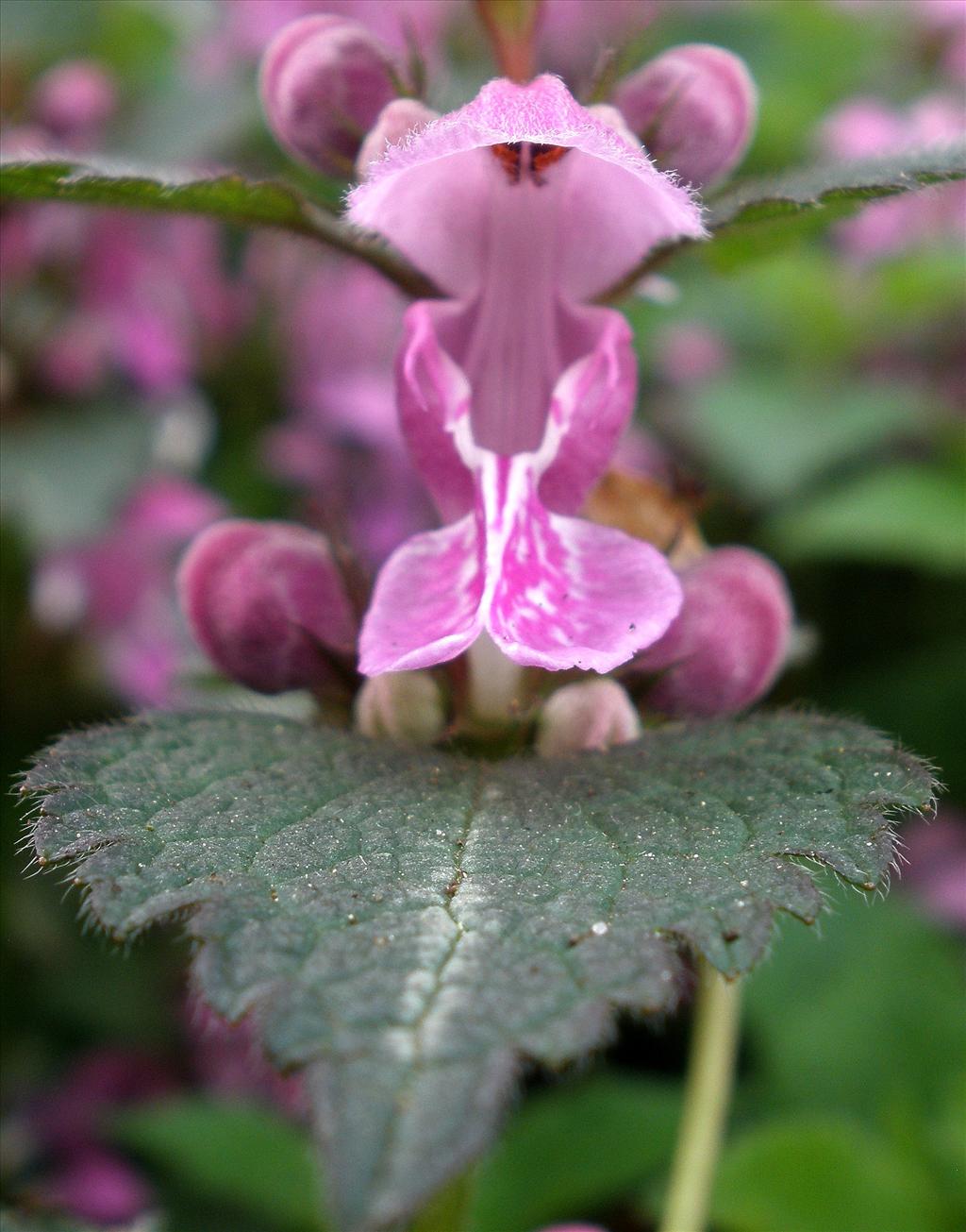 Lamium maculatum s.s. (door Bert Verbruggen)