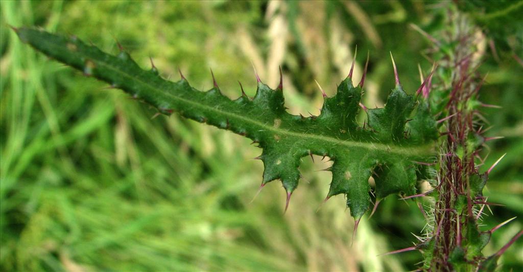 Cirsium palustre (door Bert Verbruggen)