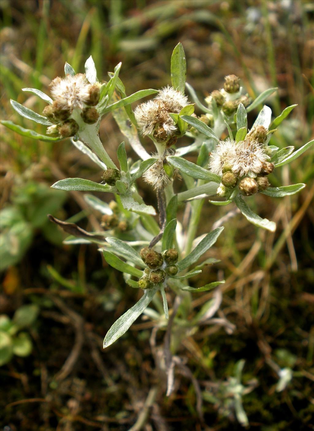 Gnaphalium uliginosum (door Bert Verbruggen)