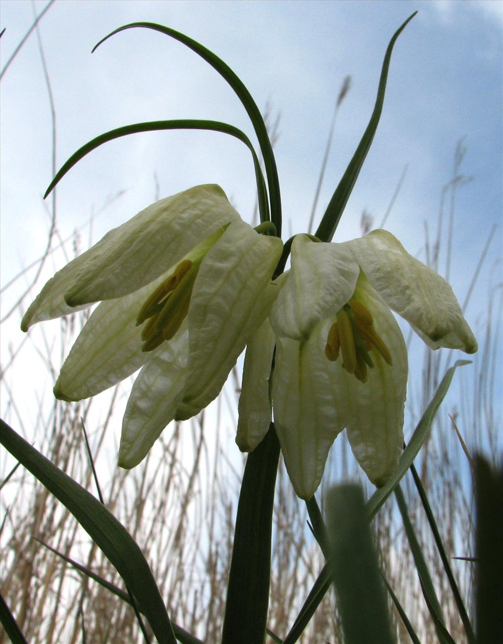 Fritillaria meleagris (door Bert Verbruggen)