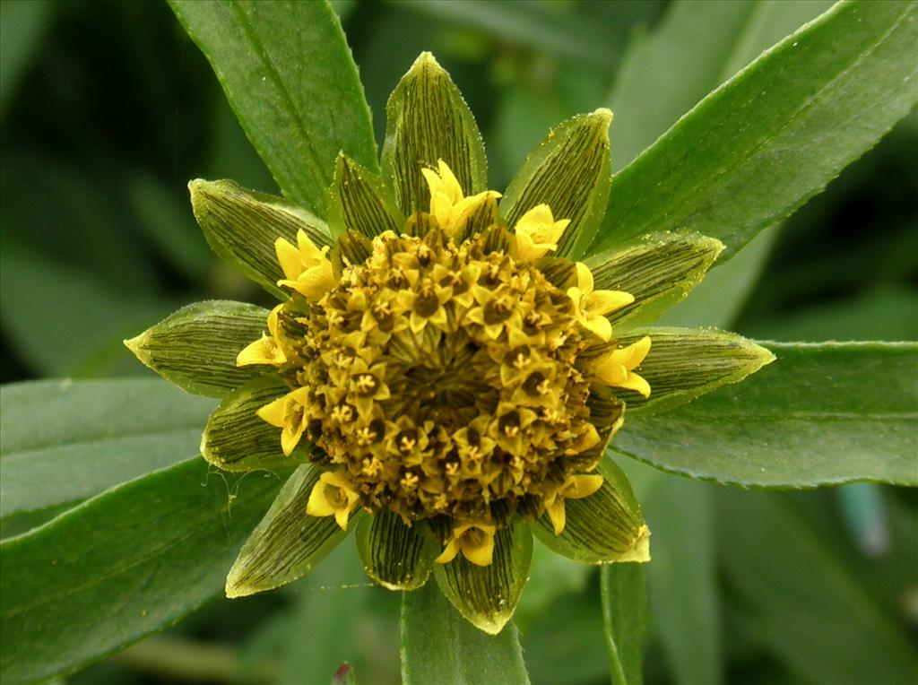 Bidens cernua (door Bert Verbruggen)