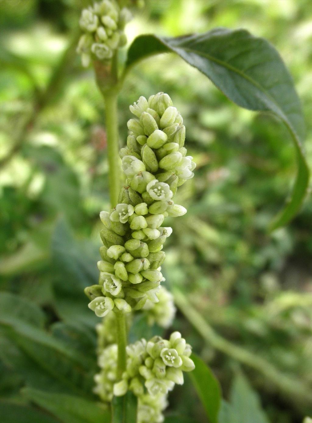 Persicaria lapathifolia (door Bert Verbruggen)