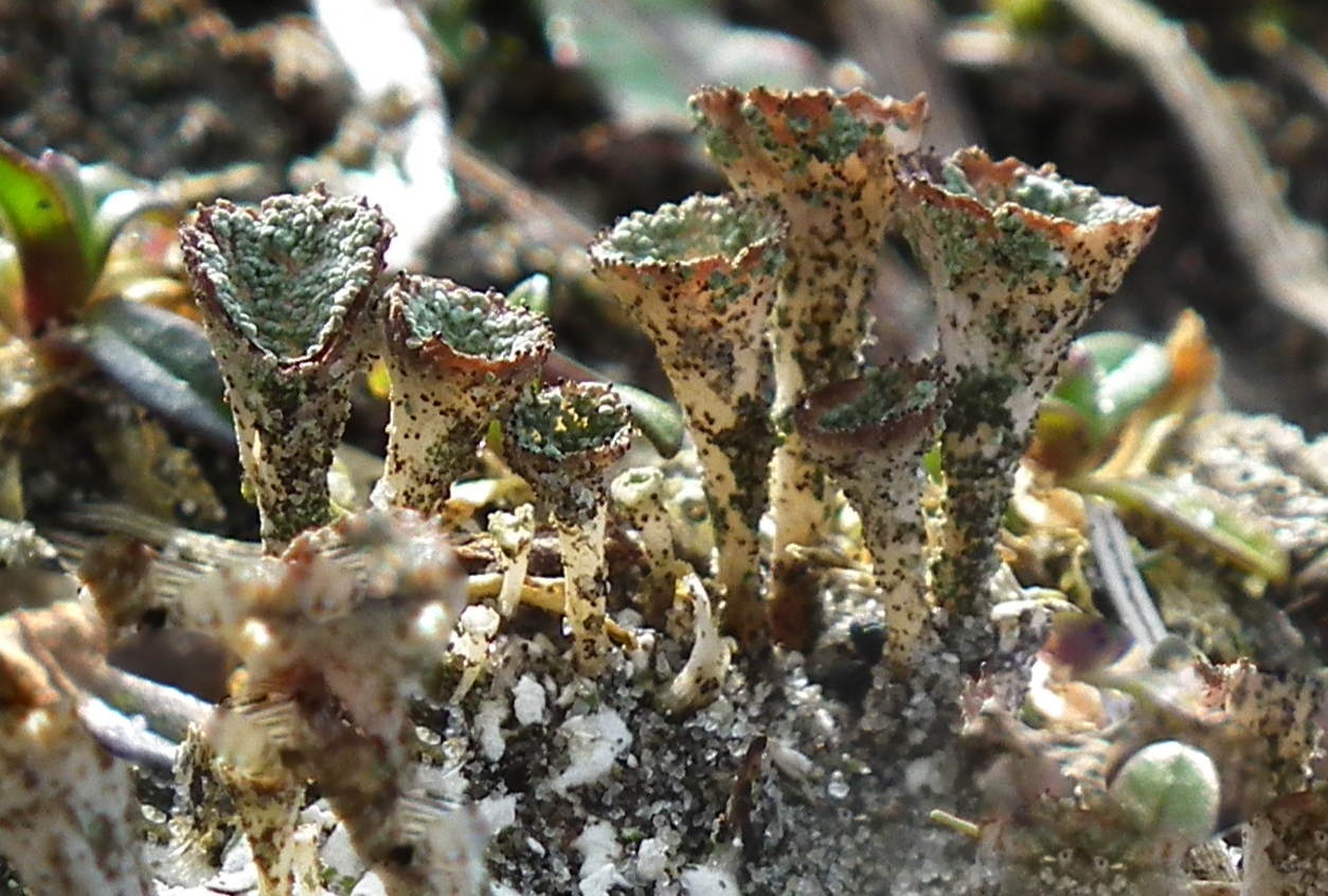 Cladonia pocillum (door theo kiewiet)