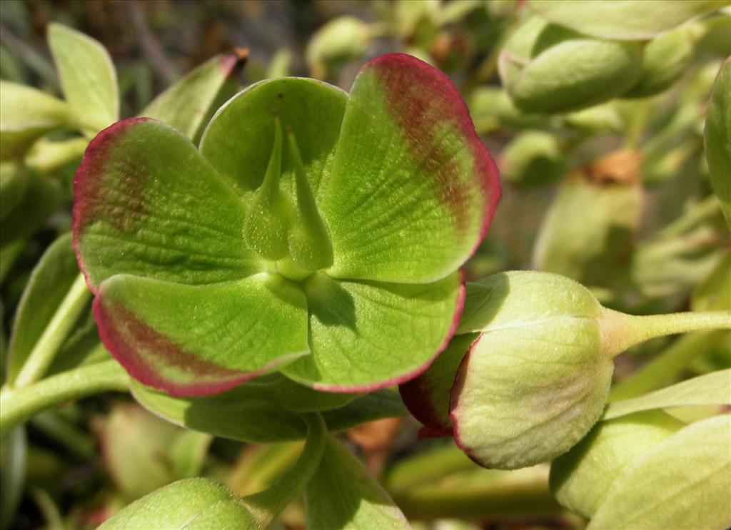 Helleborus foetidus (door Bert Verbruggen)