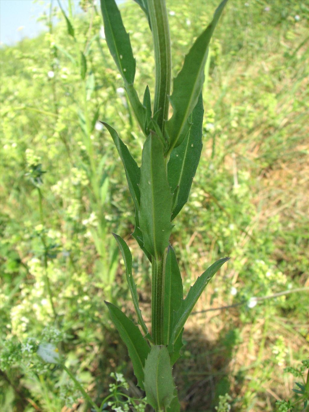 Erysimum virgatum (door Bert Verbruggen)