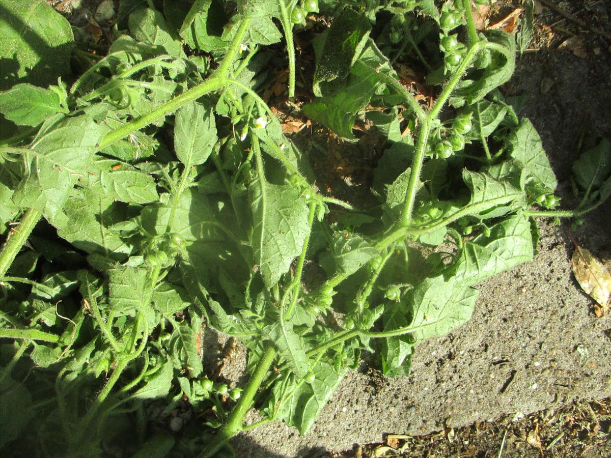 Solanum sarrachoides (door Toon Verrijdt)