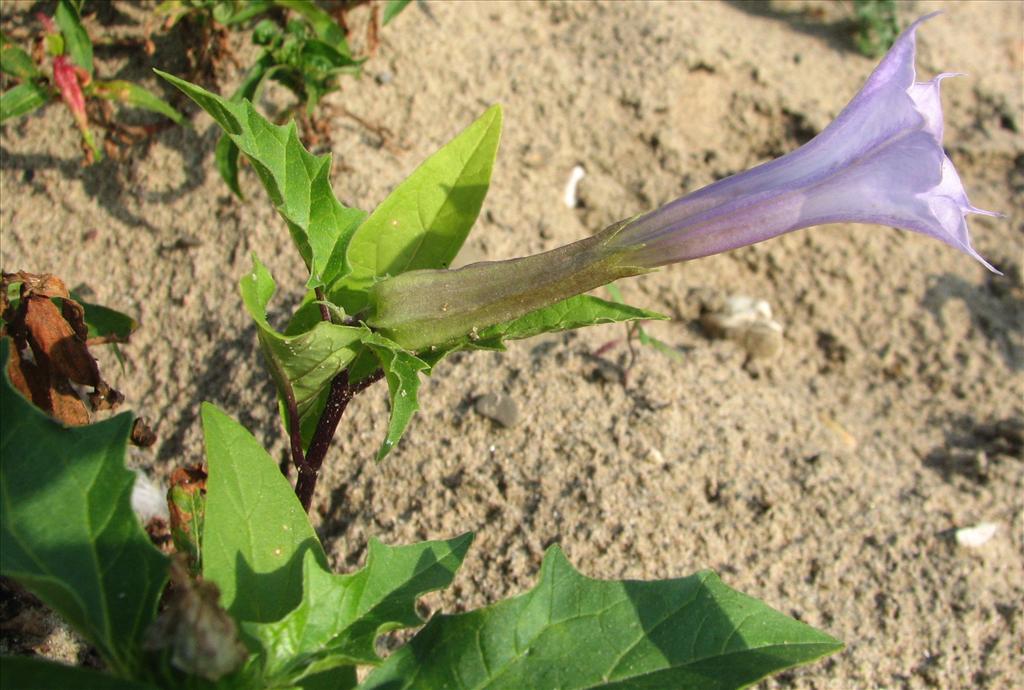 Datura stramonium (door Bert Verbruggen)