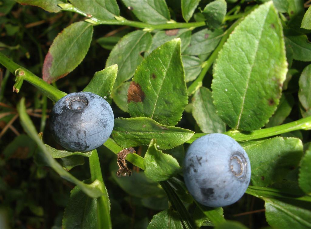 Vaccinium myrtillus (door Bert Verbruggen)