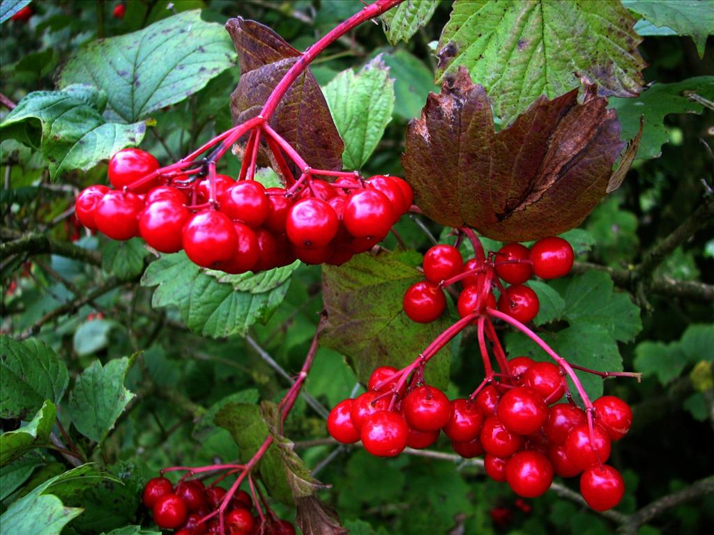 Viburnum opulus (door Bert Verbruggen)