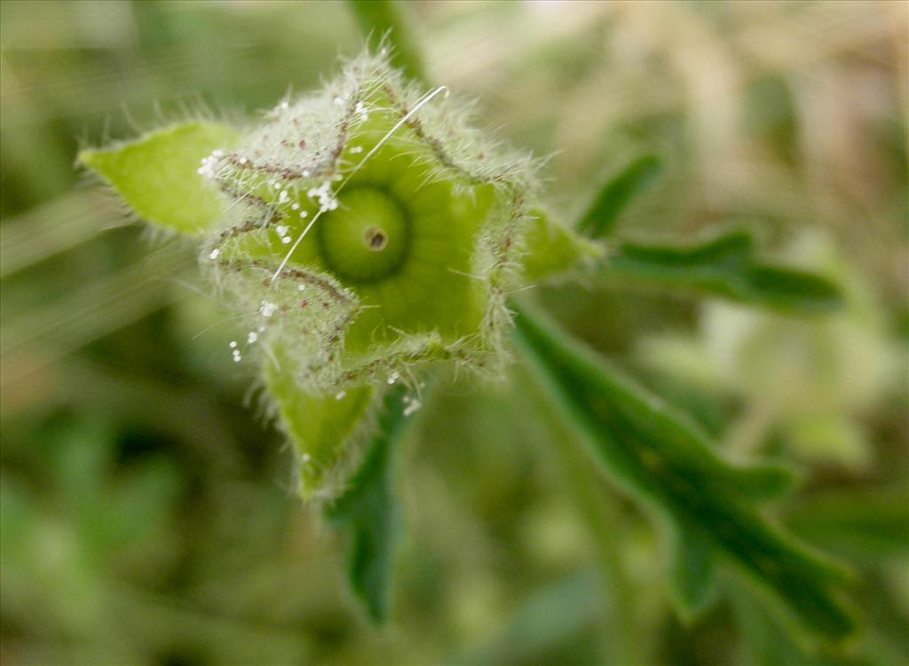 Malva alcea (door Bert Verbruggen)