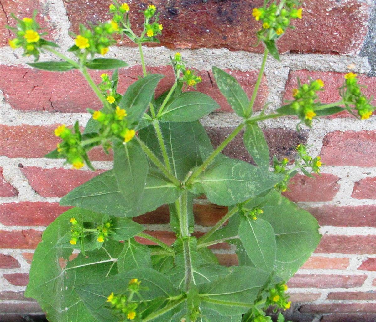 Sigesbeckia serrata (door Toon Verrijdt)