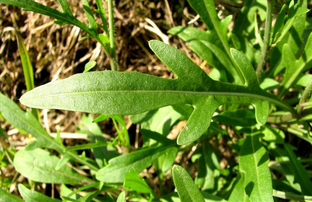 Diplotaxis tenuifolia (door Bert Verbruggen)