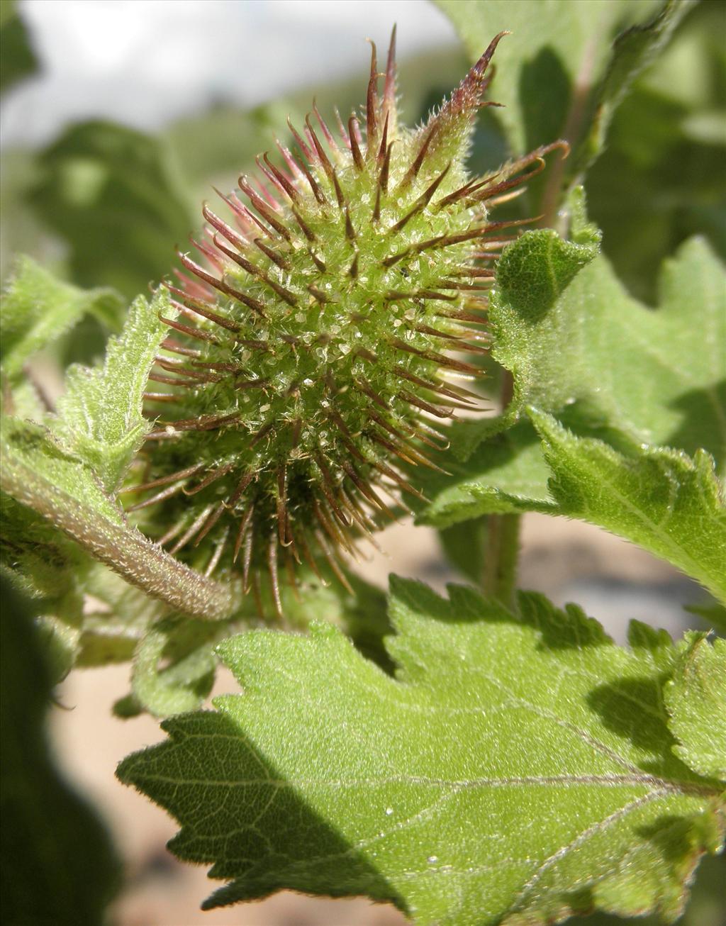 Xanthium orientale/strumarium (door Bert Verbruggen)