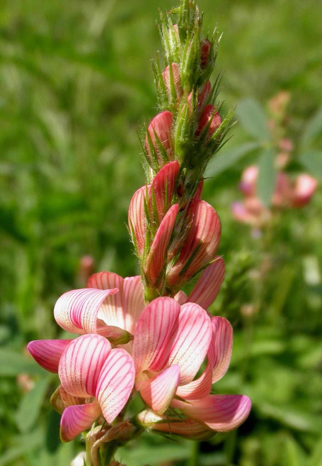 Onobrychis viciifolia (door Bert Verbruggen)