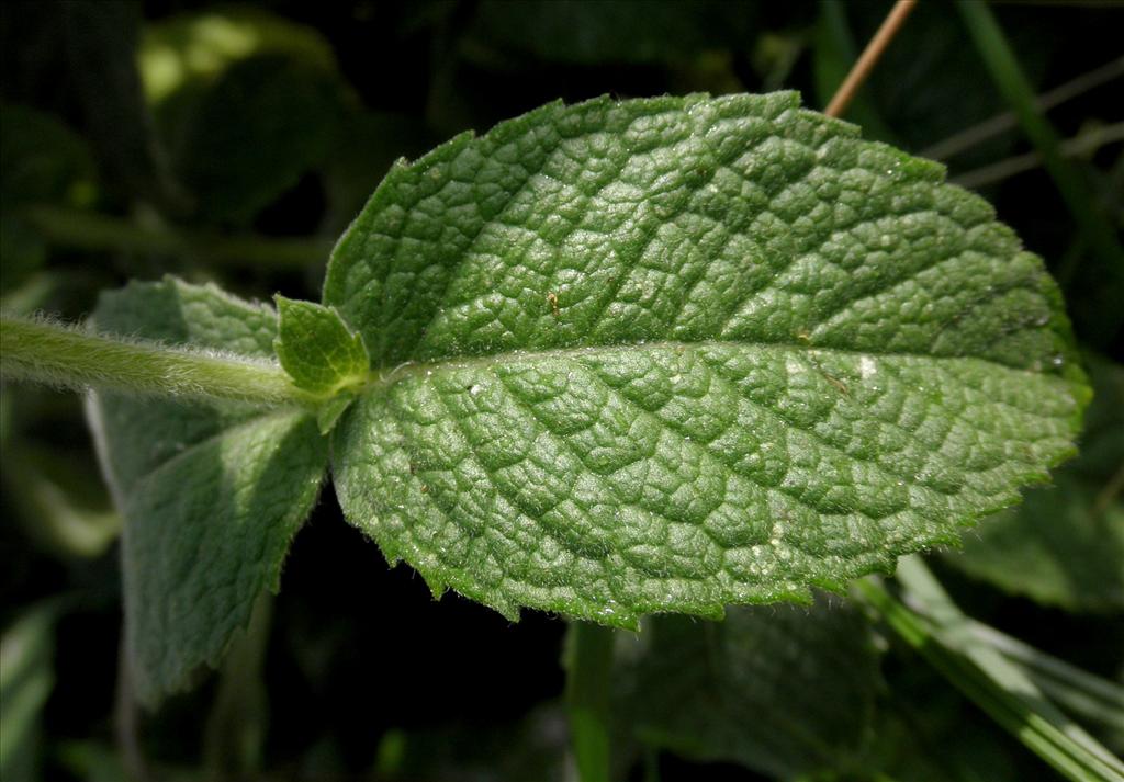 Mentha x rotundifolia (door Bert Verbruggen)