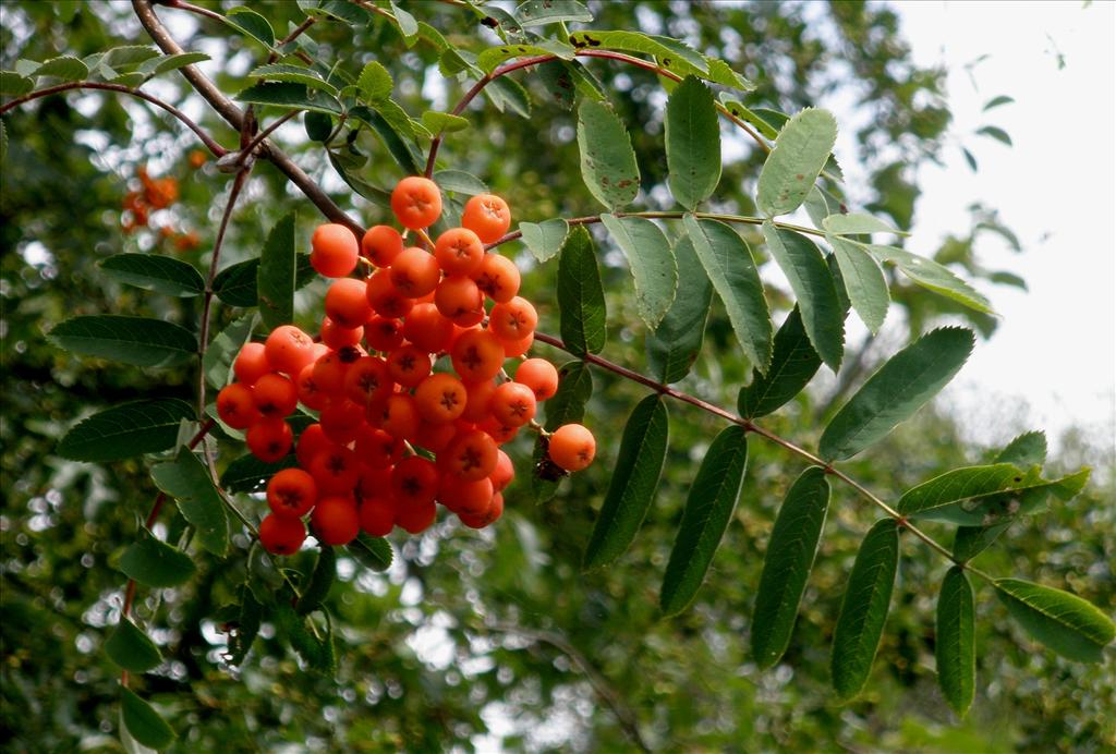 Sorbus aucuparia (door Bert Verbruggen)