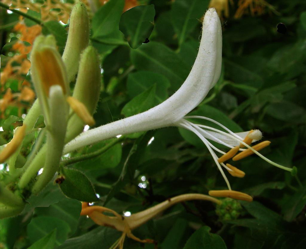 Lonicera periclymenum (door Bert Verbruggen)