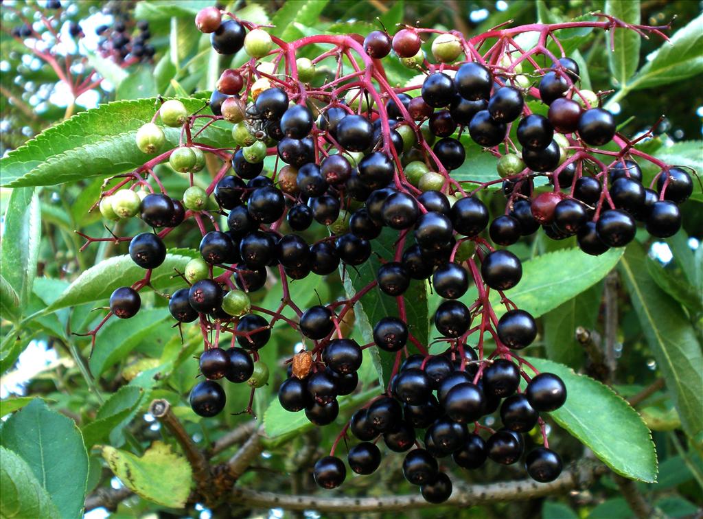 Sambucus nigra (door Bert Verbruggen)