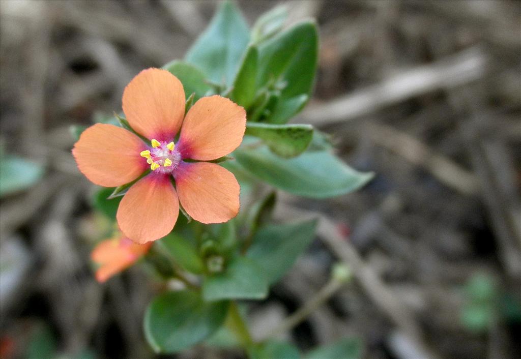 Anagallis arvensis subsp. arvensis (door Bert Verbruggen)