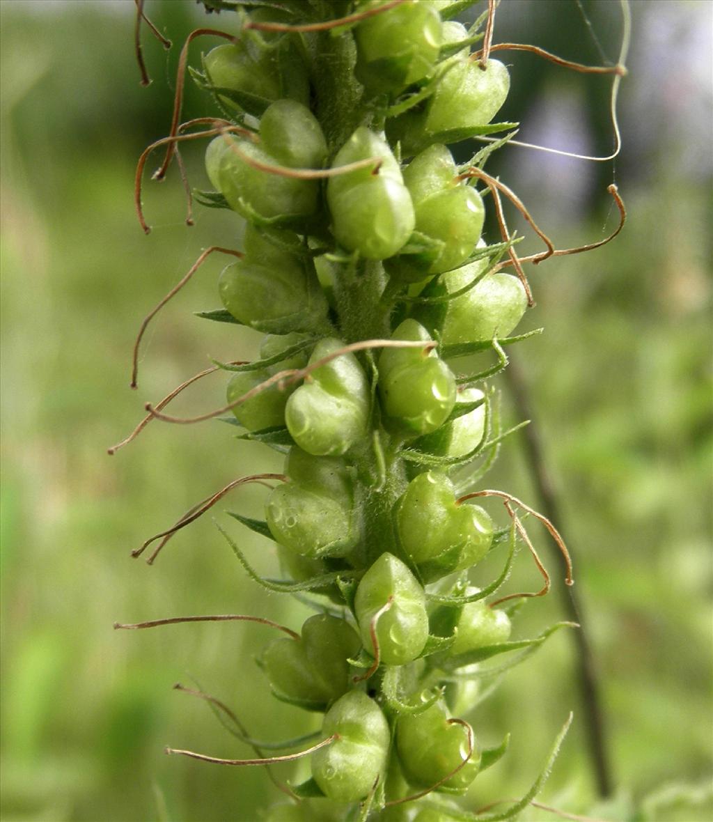 Veronica longifolia (door Bert Verbruggen)