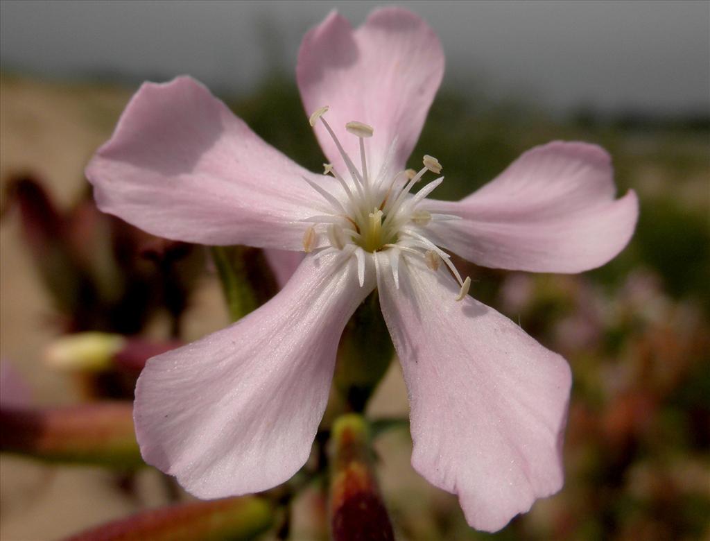 Saponaria officinalis (door Bert Verbruggen)