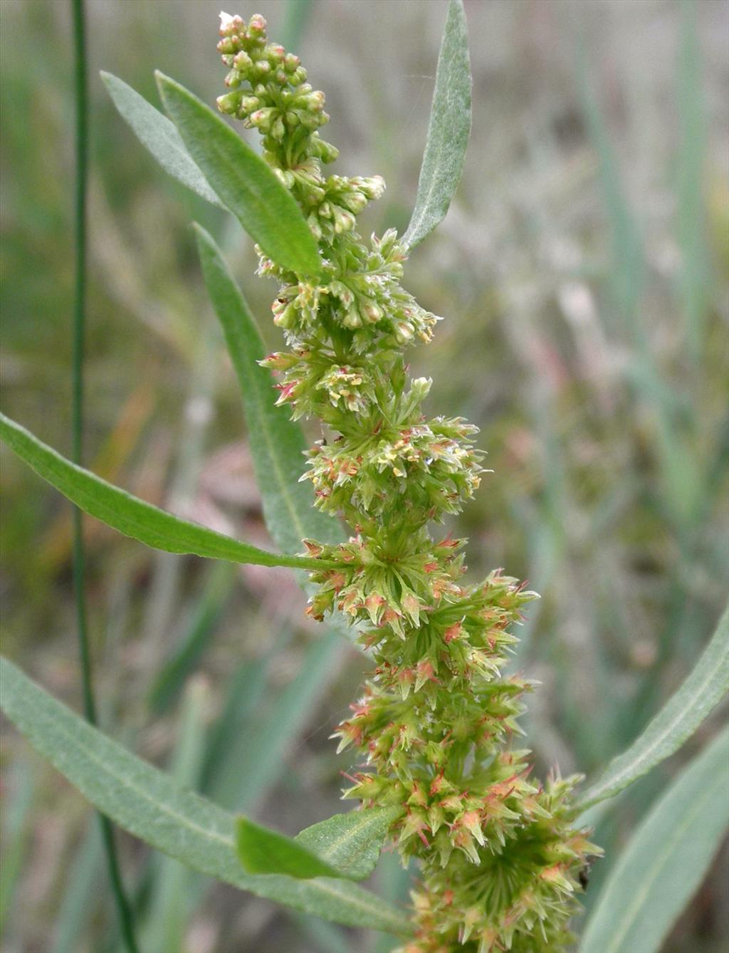 Rumex maritimus (door Bert Verbruggen)