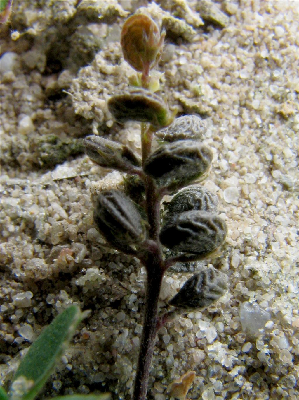 Medicago lupulina (door Bert Verbruggen)