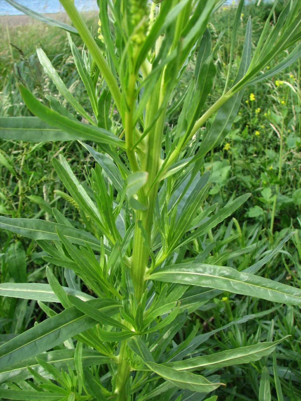 Reseda luteola (door Bert Verbruggen)