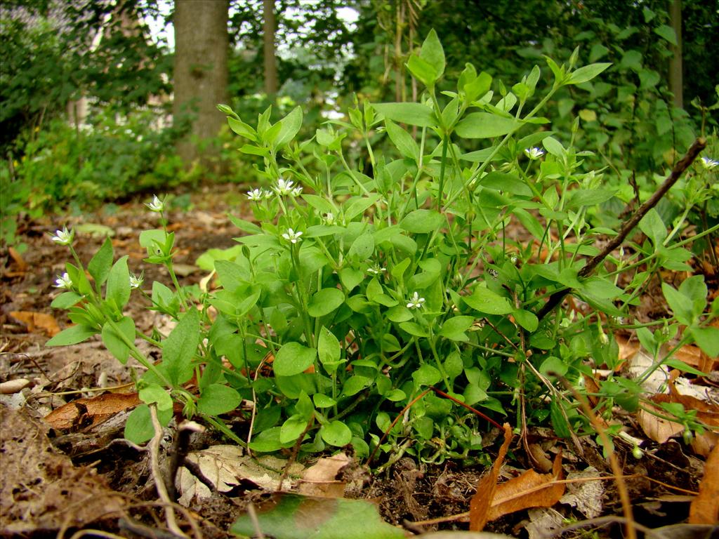 Moehringia trinervia (door Joop Verburg)