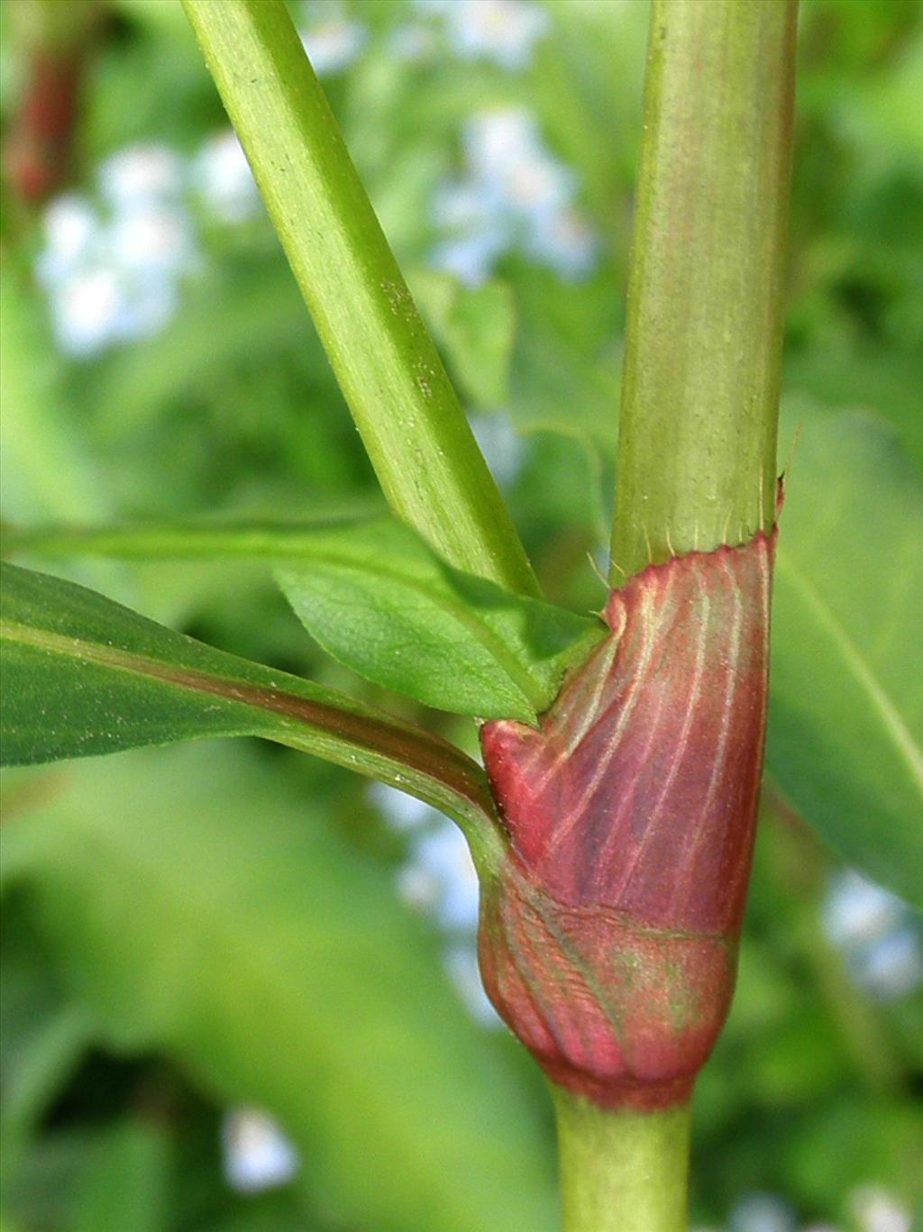 Persicaria hydropiper (door Bert Verbruggen)