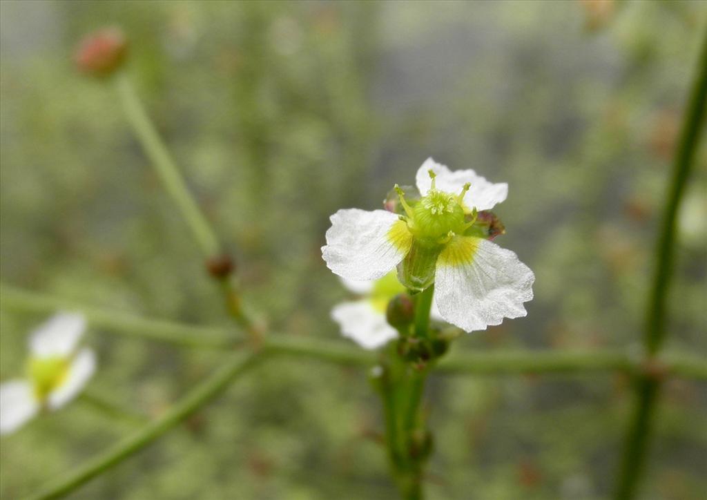 Alisma gramineum (door Bert Verbruggen)
