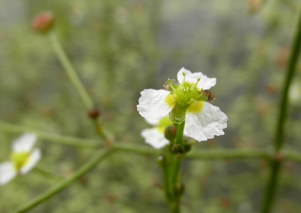 Alisma gramineum (door Bert Verbruggen)