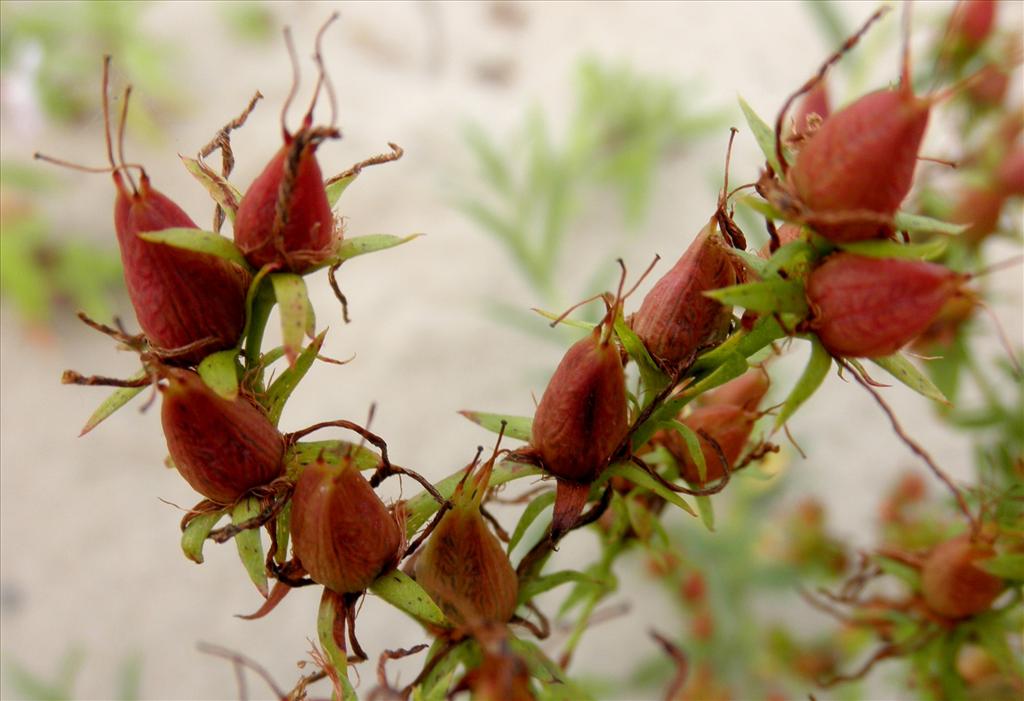 Hypericum perforatum (door Bert Verbruggen)