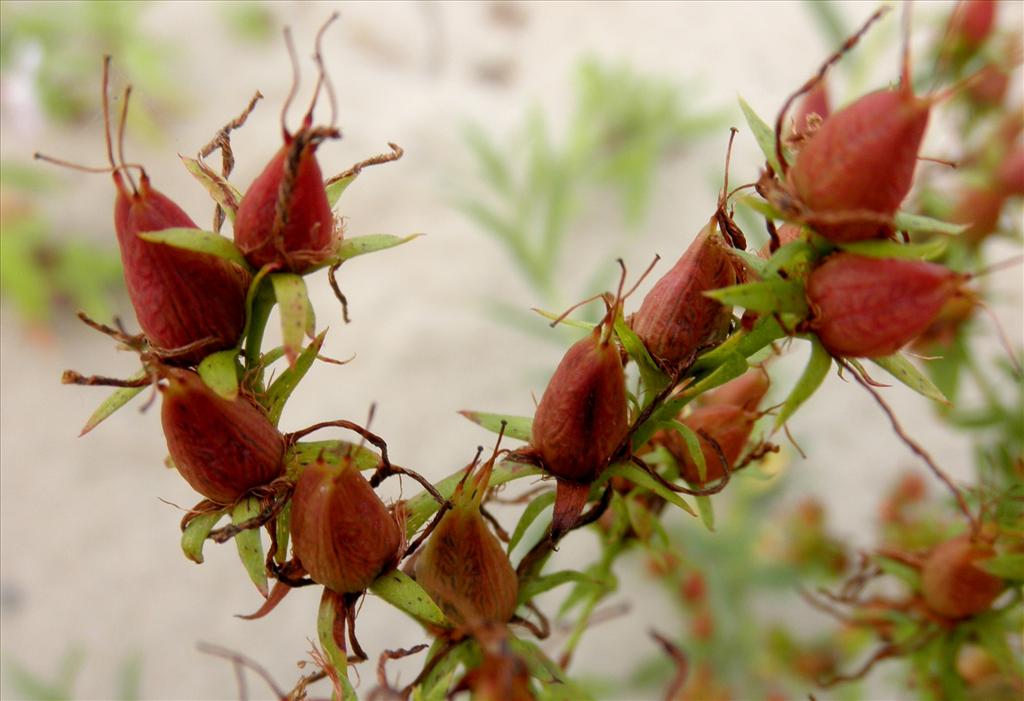 Hypericum perforatum (door Bert Verbruggen)