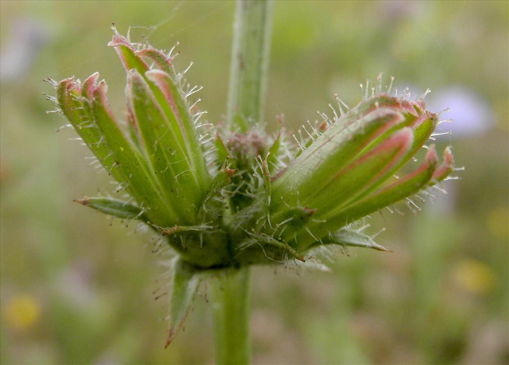 Cichorium intybus (door Bert Verbruggen)