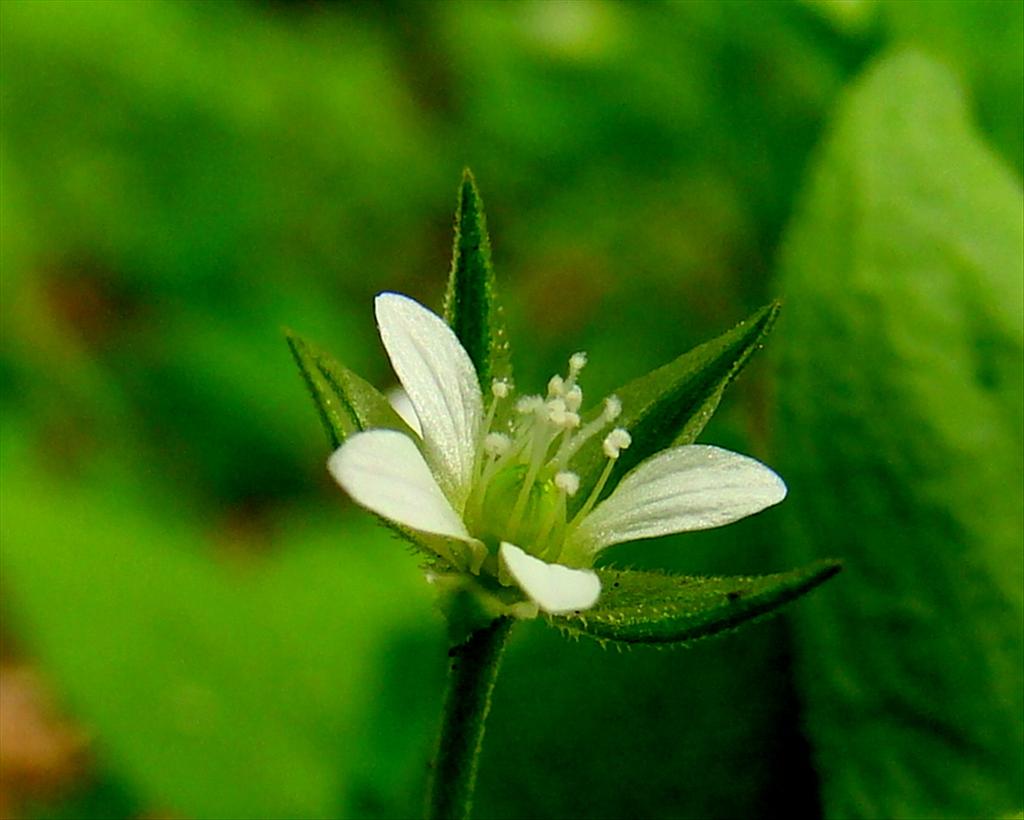 Moehringia trinervia (door Joop Verburg)