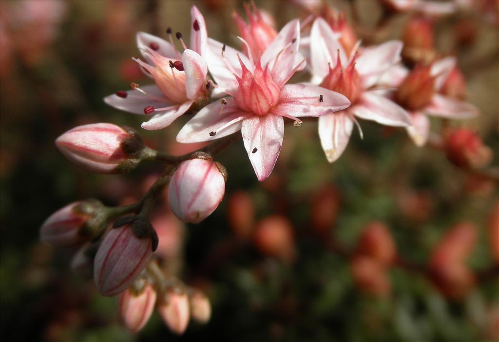 Sedum album (door Bert Verbruggen)