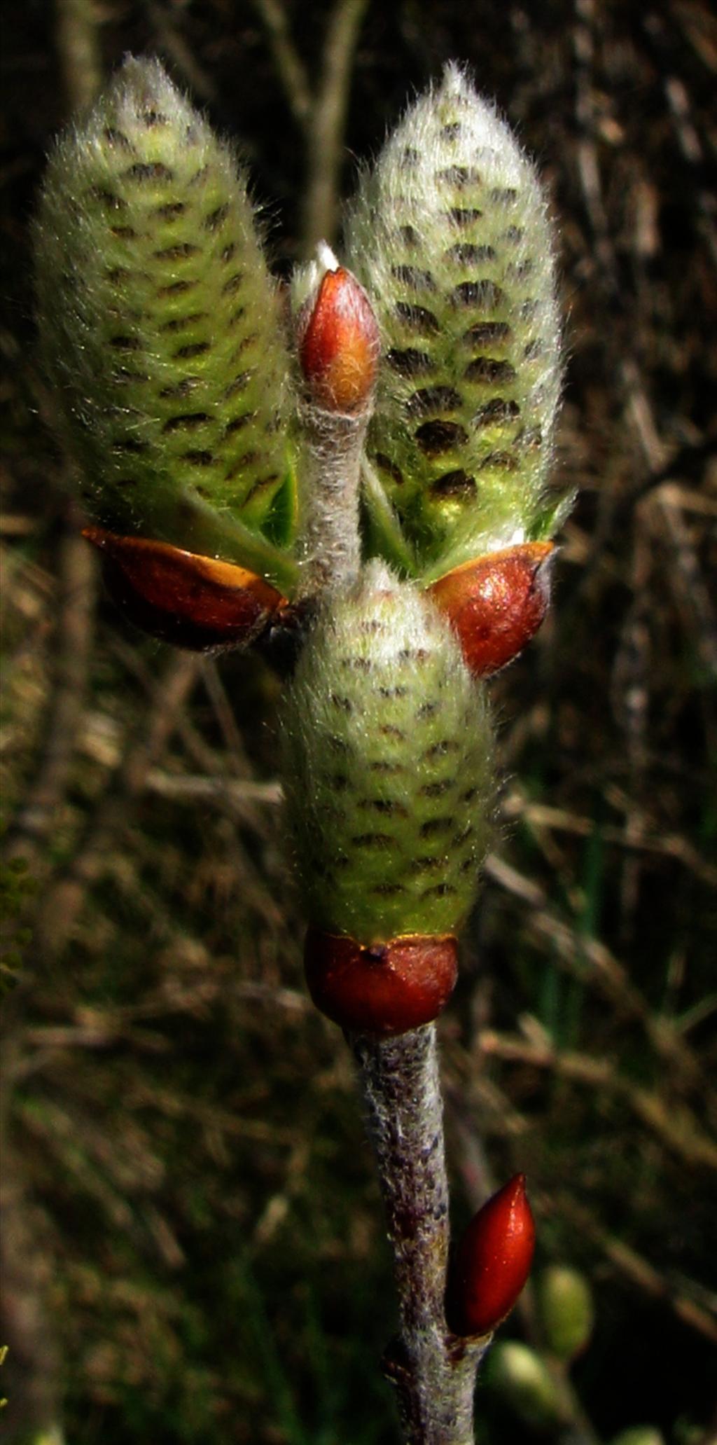 Salix repens (door Bert Verbruggen)