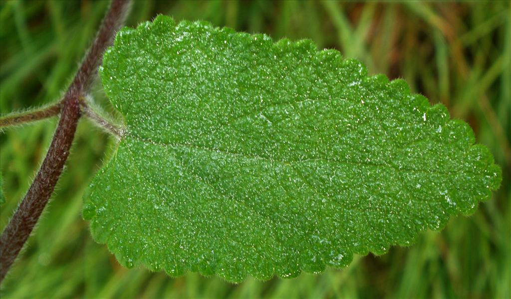 Teucrium scorodonia (door Bert Verbruggen)