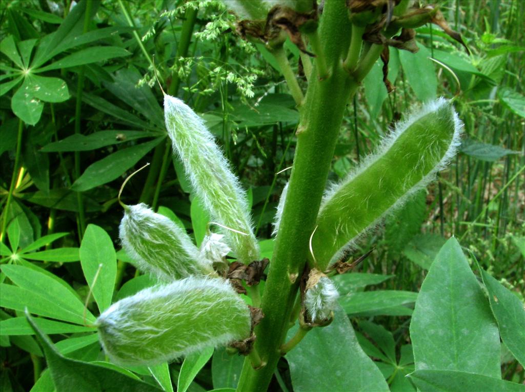 Lupinus polyphyllus (door Bert Verbruggen)