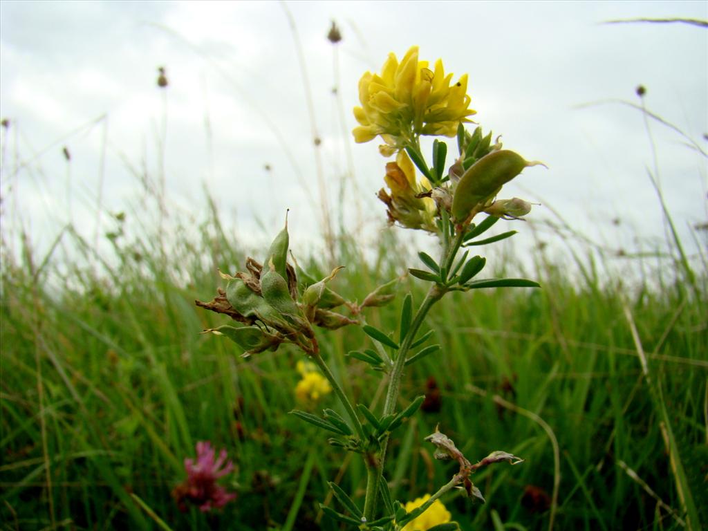 Medicago falcata (door Joop Verburg)