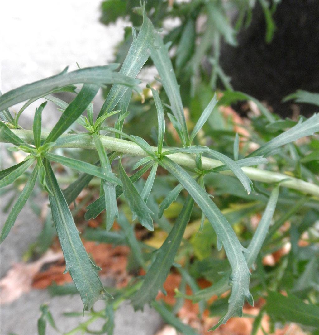 Lepidium densiflorum (door Bert Verbruggen)