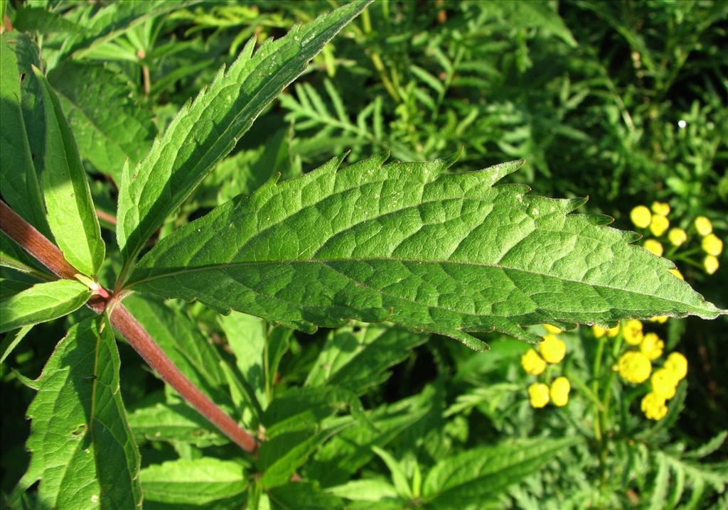 Eupatorium cannabinum (door Bert Verbruggen)