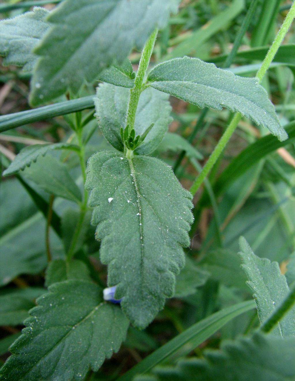 Veronica austriaca subsp. teucrium (door Bert Verbruggen)