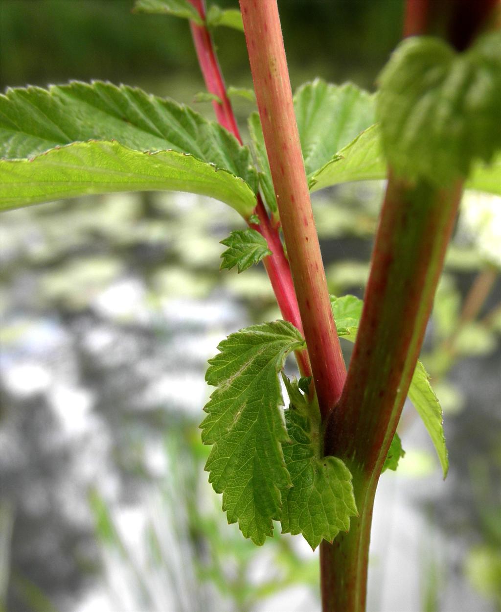 Filipendula ulmaria (door Bert Verbruggen)