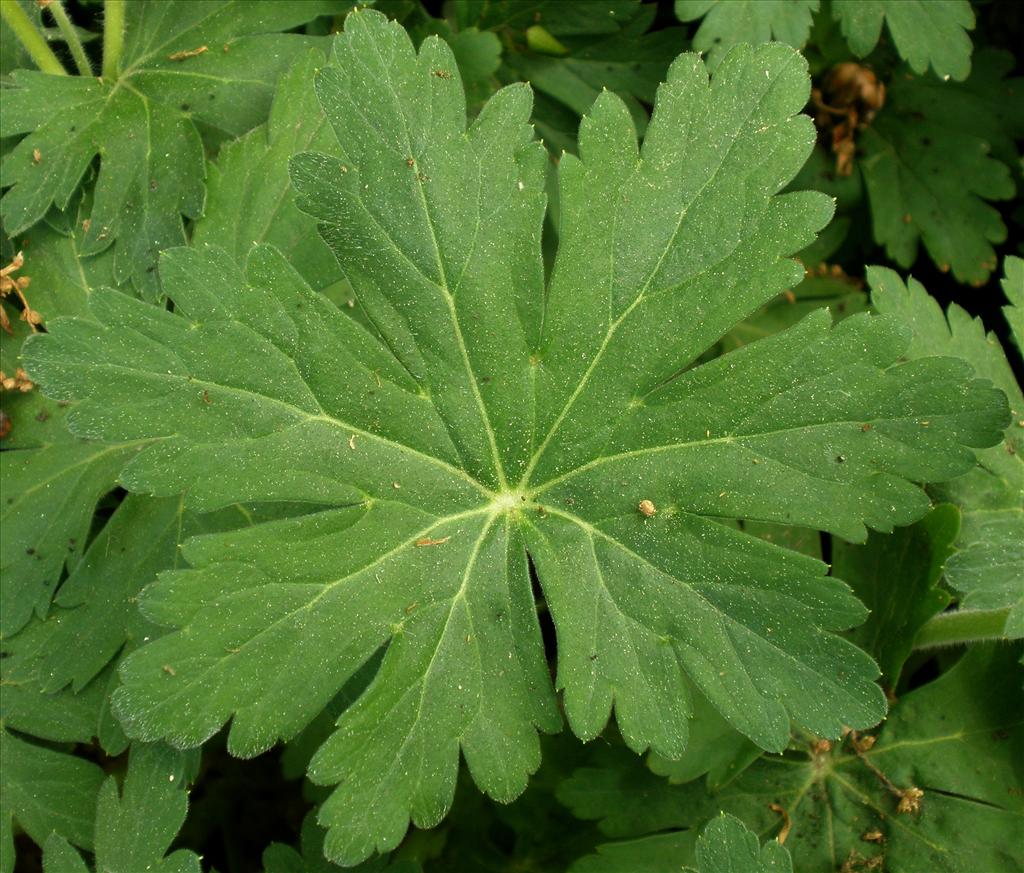 Geranium macrorrhizum (door Bert Verbruggen)