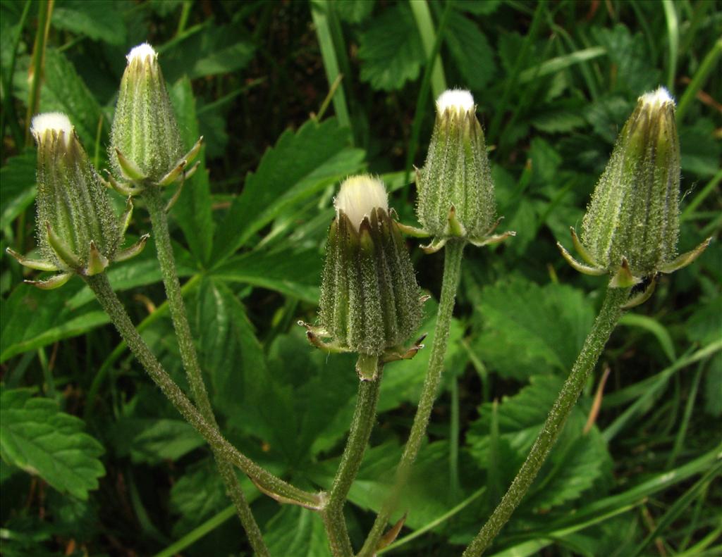 Crepis vesicaria subsp. taraxacifolia (door Bert Verbruggen)