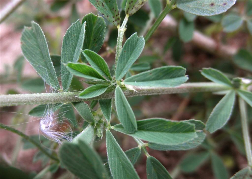 Medicago falcata (door Bert Verbruggen)