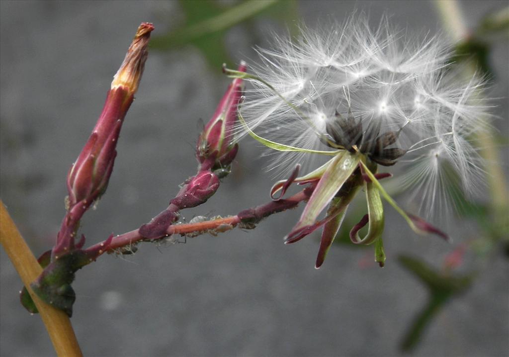 Lactuca serriola (door Bert Verbruggen)